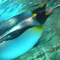 水中ははやいのよ