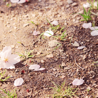 Petal