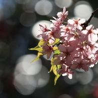 桜　- キラキラ -
