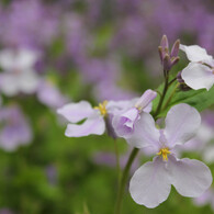 群生の中から２