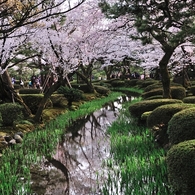 桜回遊