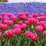 Wave of tulips