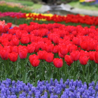 Red tulips