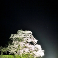 一本夜桜と星空
