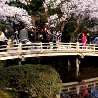 花見橋