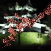 桜とお城？