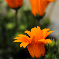 庭の花