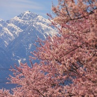 山高神代桜と甲斐駒ケ岳