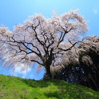 のんびり桜