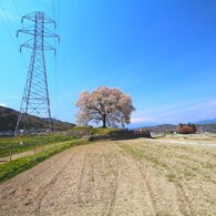 一本木