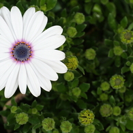 White in Green