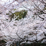 桜 Dance