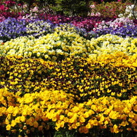 Colorful garden