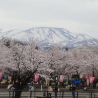 桜と雪山