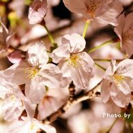 夜桜