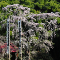 雪村桜0001