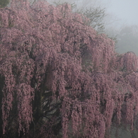 福聚寺の桜0002