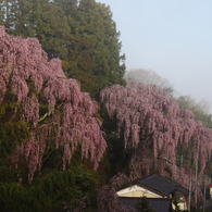福聚寺の桜0003