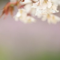 桜　- パステルカラーに見守られ -