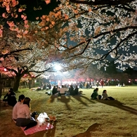 夜桜堪能♪