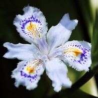 Iris japonica 2012