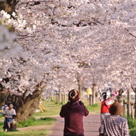 桜のアーチ