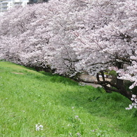 Grass＼Blossom