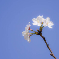 桜　咲き始め