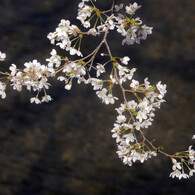 小川に垂れる桜