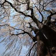 しだれ桜