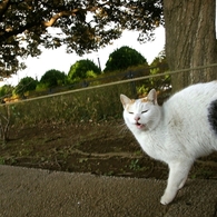 アピールするトオル（横浜「港の見える丘公園」）