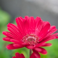 GW 花3