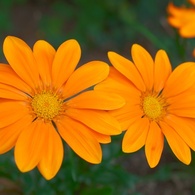 GW 花4