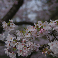 2012 春　さくら