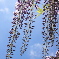 Swing wisteria blossoms