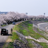 下流を見ても桜♪