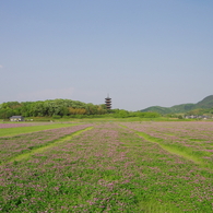 2012/5/5　備中国分寺レンゲ畑