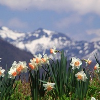 雪山と水仙