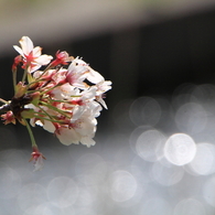 加治川治水記念公園の桜