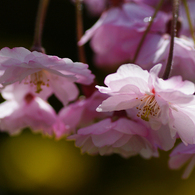 2012桜-05