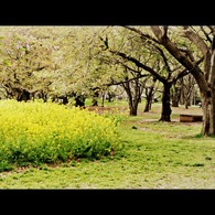 菜の花の咲く公園