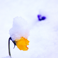 雪　花