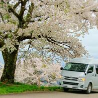 大きな桜の木の下で♪