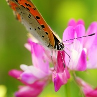 蓮華休憩