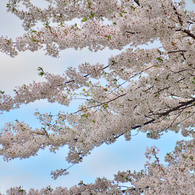 sakura2012_002