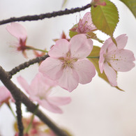 sakura2012_004