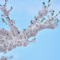sakura2012_005