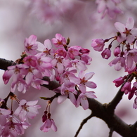 しだれ桜