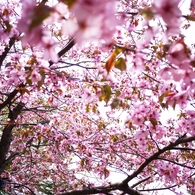2012 Sakura-02