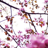 2012 Sakura-04